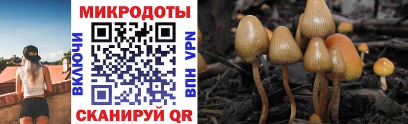 Псилоцибиновые грибы Psilocybe  Каргат 